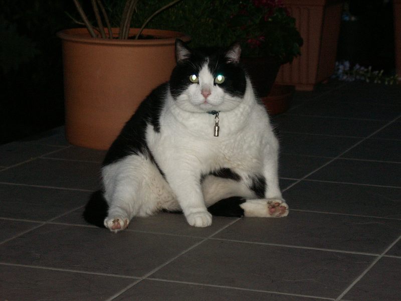 Garfield In Schwarzweiß Foto Bild Tiere Haustiere