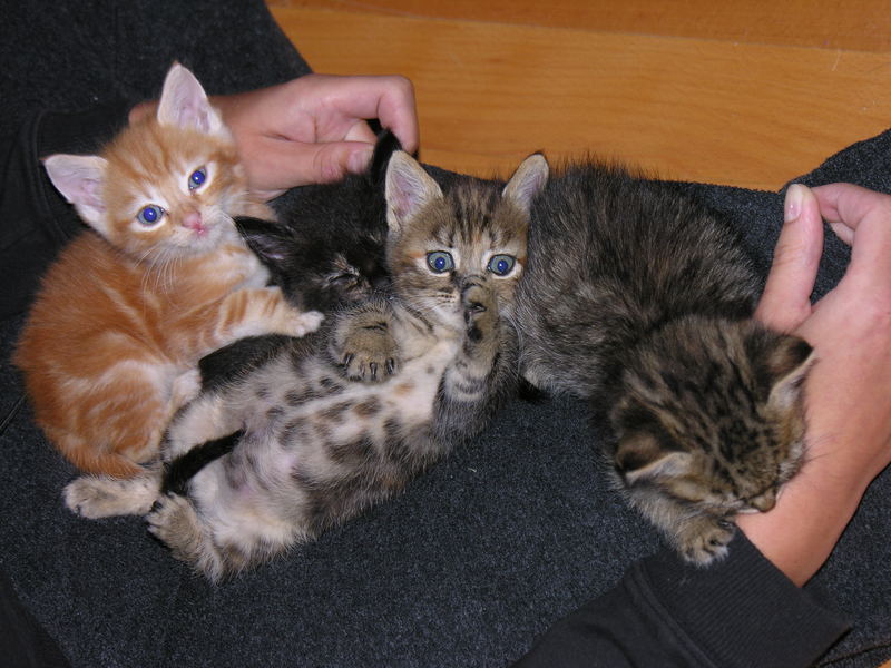 Garfield - Seraphine - Soleil - Josephine