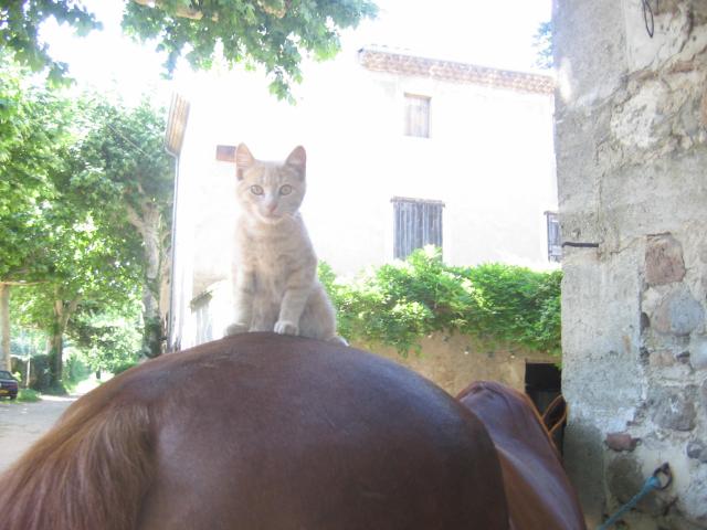 Garfield sur Dès l'aube