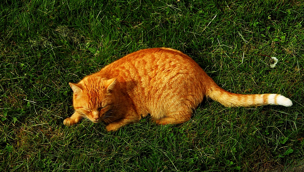 Garfield wartet auf Leckerchen!