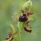 Gargano Ragwurz  ( Ophrys garganica )