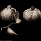 Garlic 01