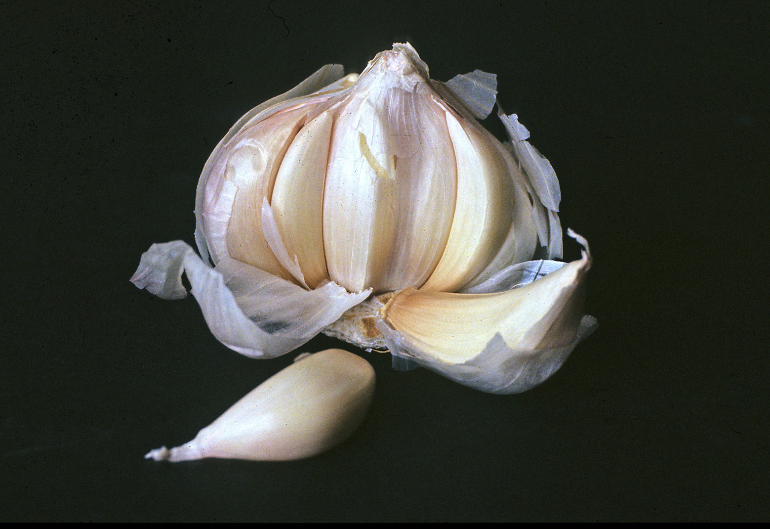 Garlic