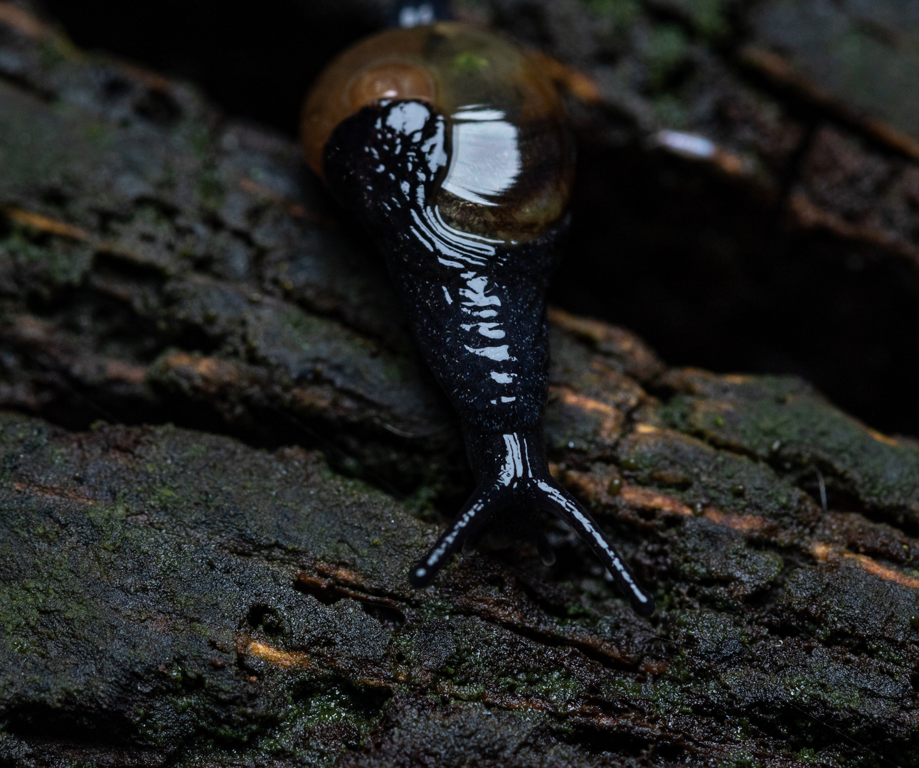 Garlic glass-snail - Oxychilus alliarius - Knoblauch-Glanzschnecke