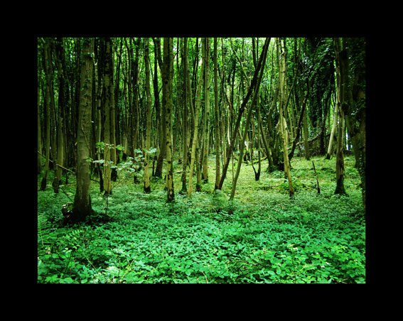 Garlieston Wald