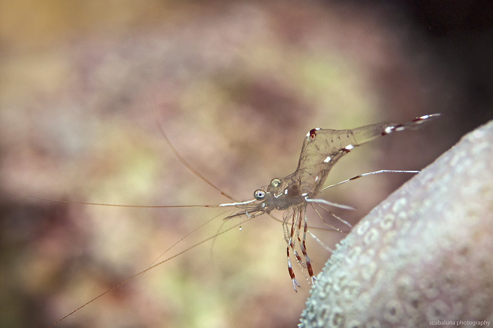 garnela alpina