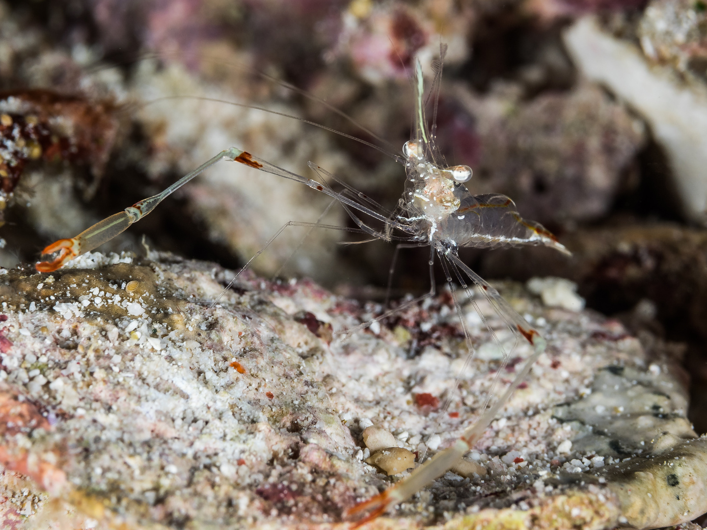 Garnele Foto & Bild world, natur, tiere Bilder auf