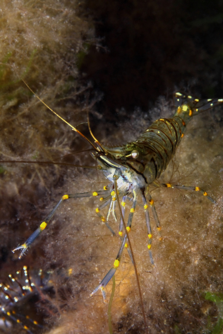 Garnele Foto & Bild unterwasser, naturkreativ, aufnahmetechniken
