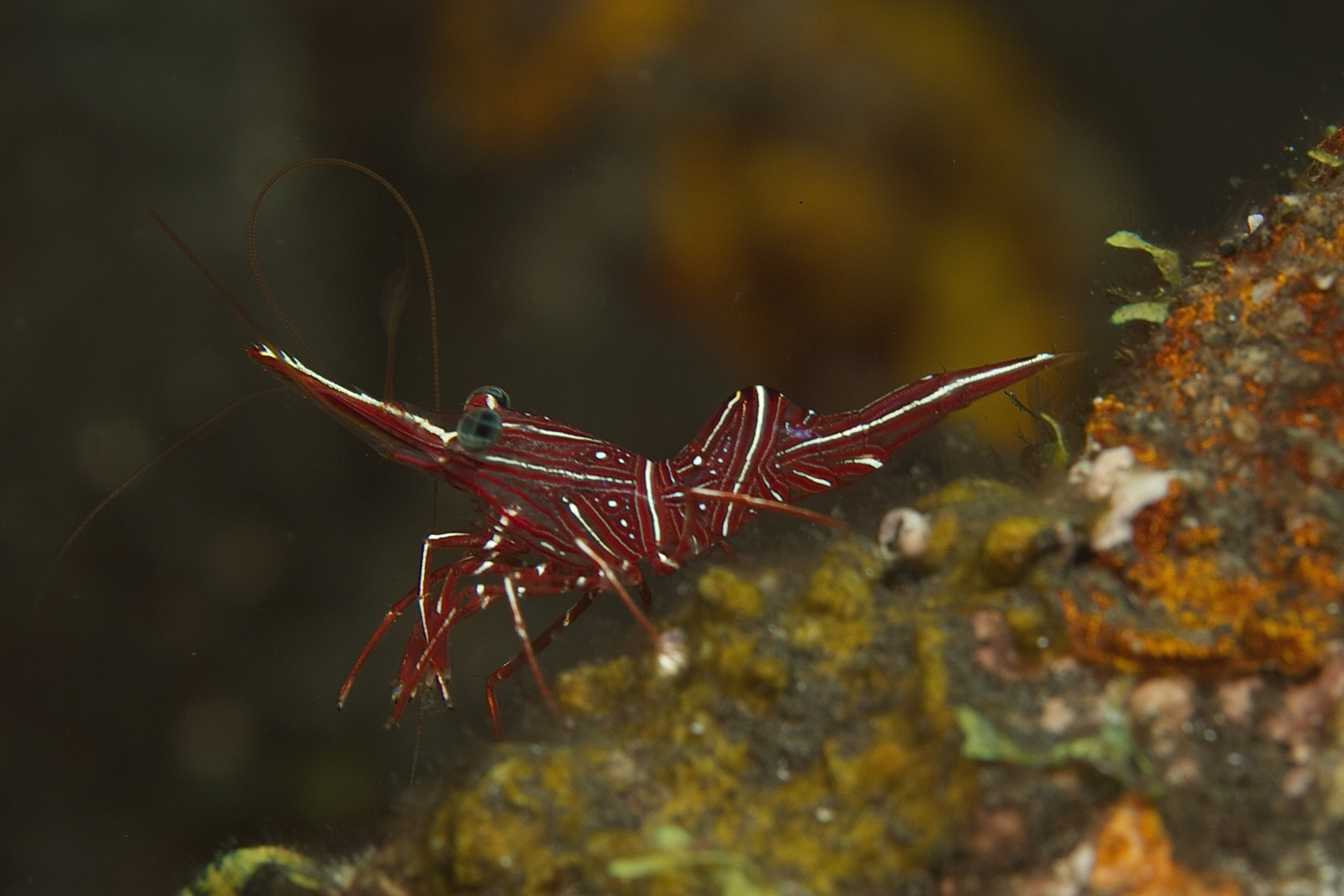 Garnele aus Bali