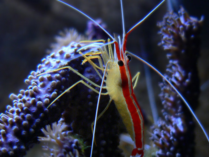 Garnele im Zoo