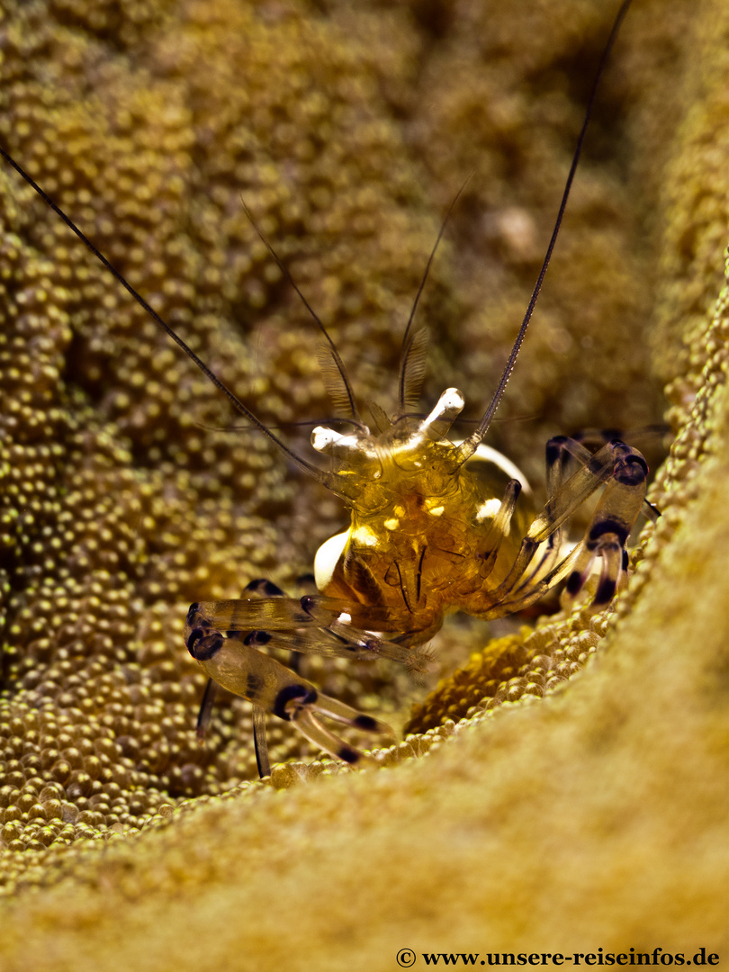 Garnele in Anemone