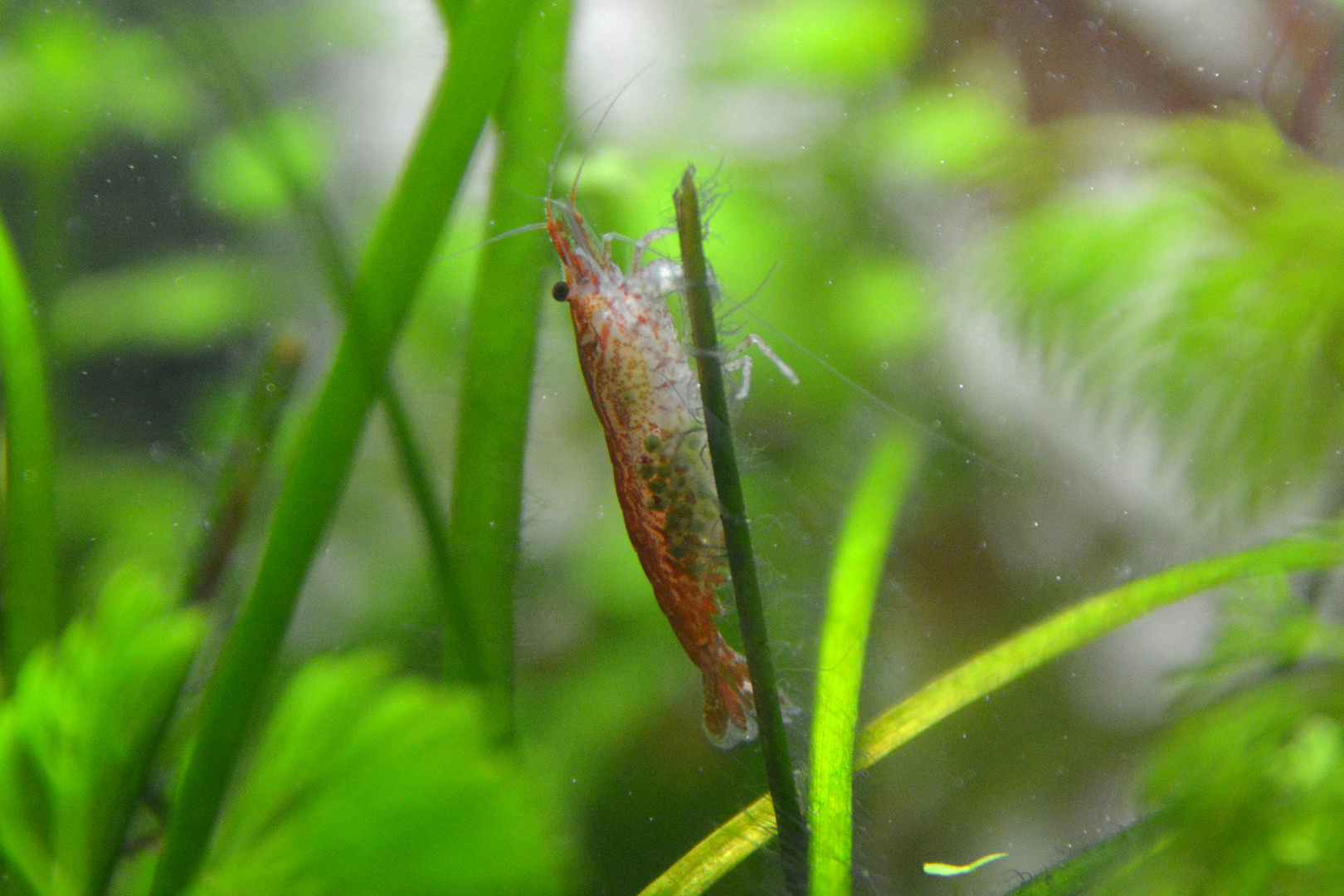 Garnele Mit Nachwuchs Foto Bild Tiere Haustiere Aquaristik