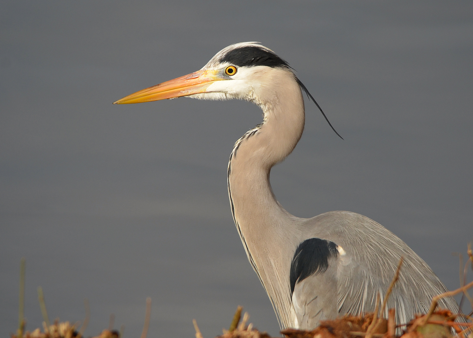 gar~nicht~so~grau~reiher