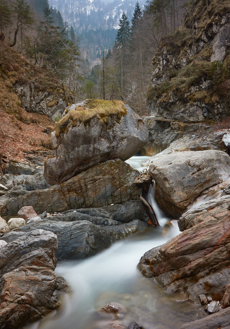 Garnitzenklamm Hermagor - Felsenbaum