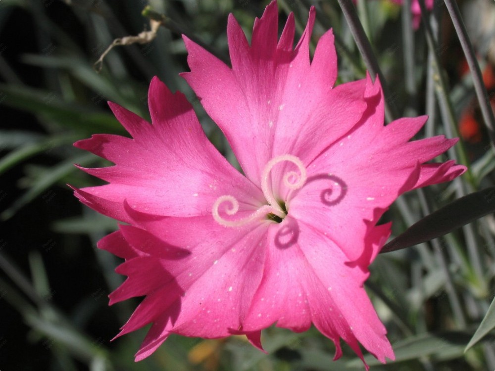 Garofano piumoso rosa (Dianthus plumarius)