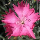 Garofano piumoso rosa (Dianthus plumarius)