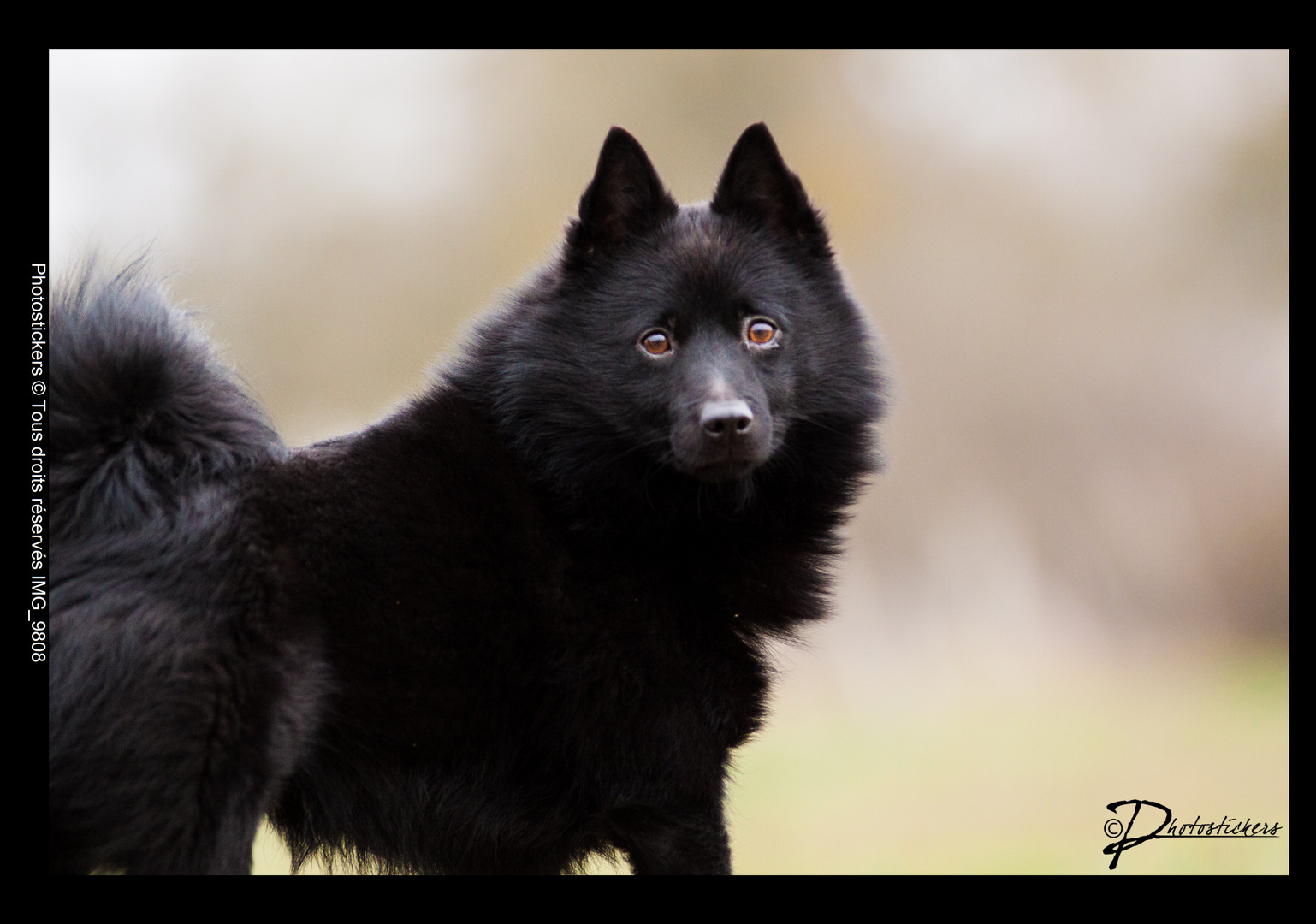 Garou