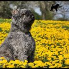 Garou und die Löwenzahnblüten