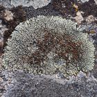 Garovaglios Kuchenflechte (Lecanora garovaglii)