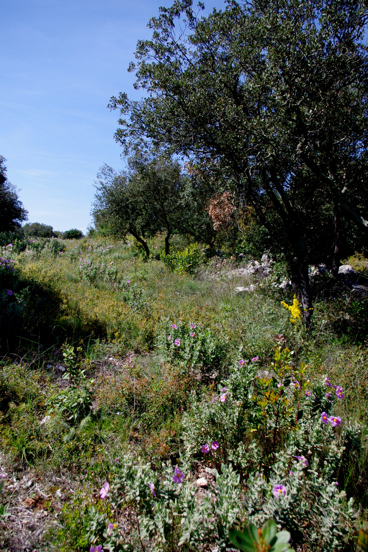 garrigue 2