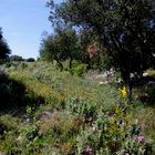 garrigue 2