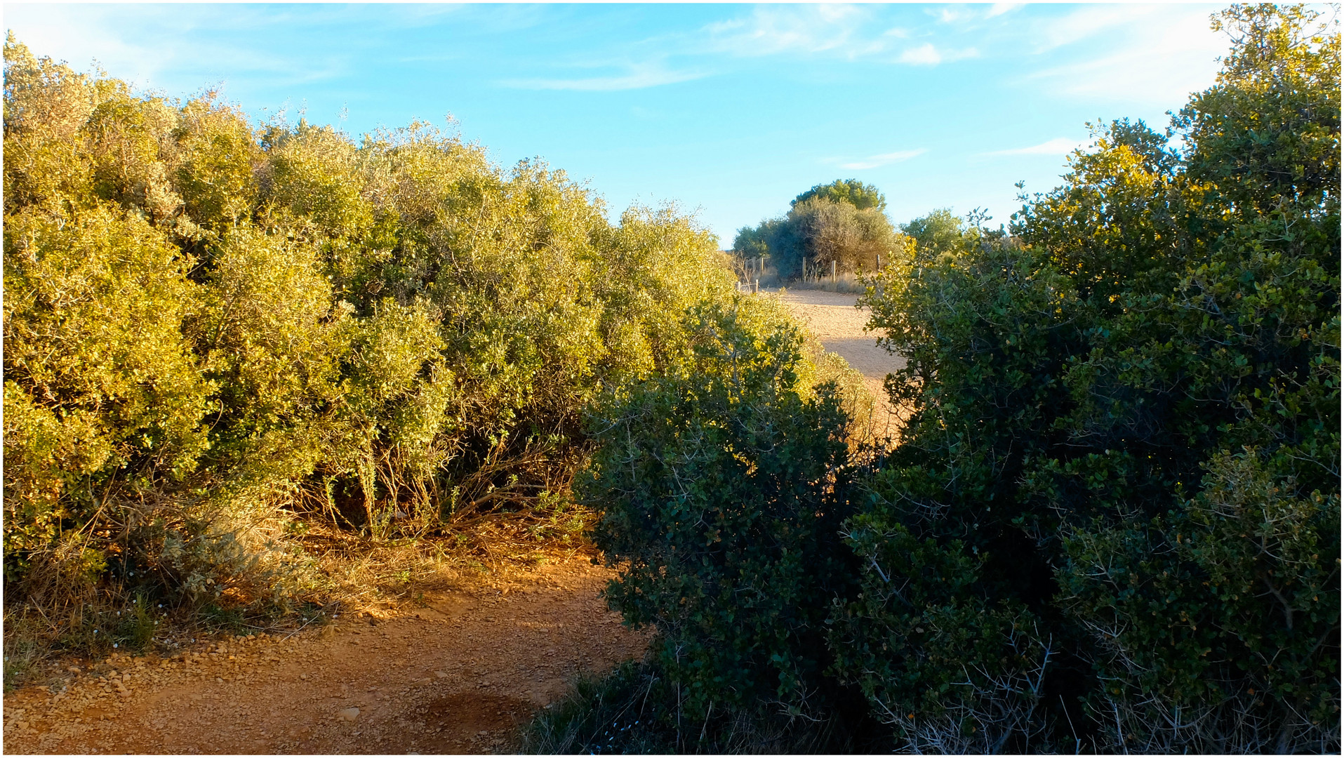 Garrigue