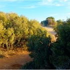 Garrigue