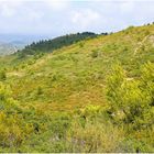 Garrigue