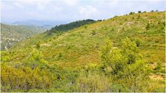 Garrigue