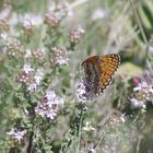 garrigue .....