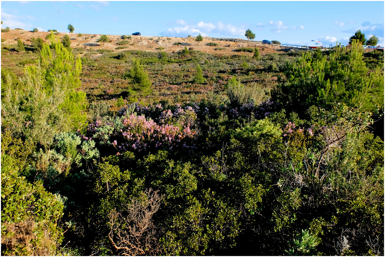 garrigue