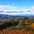 Garrigue au vent...