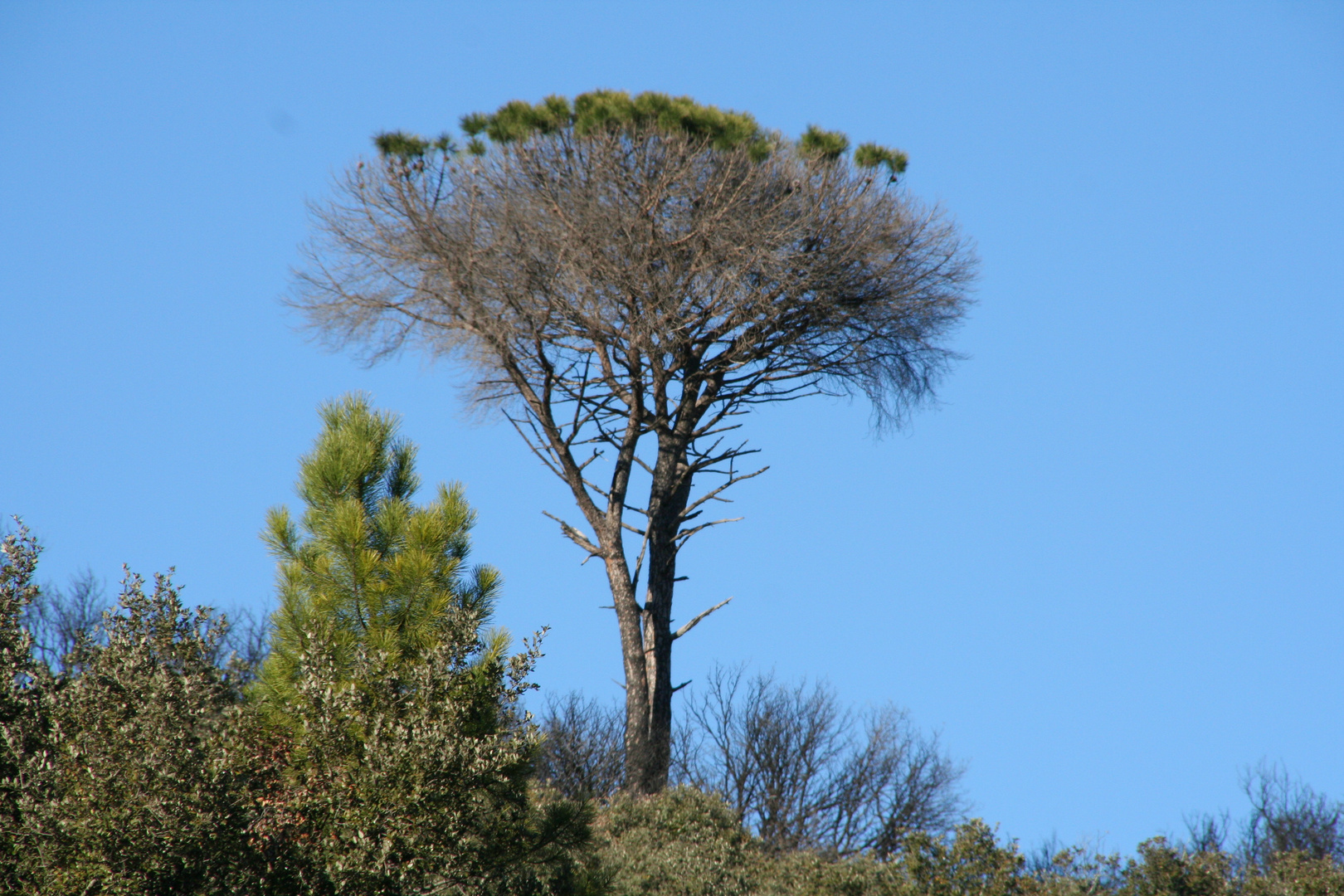 garrigue