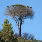 garrigue