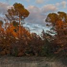 Garrigue en novembre.