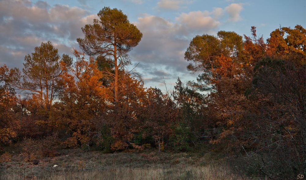 Garrigue en novembre.