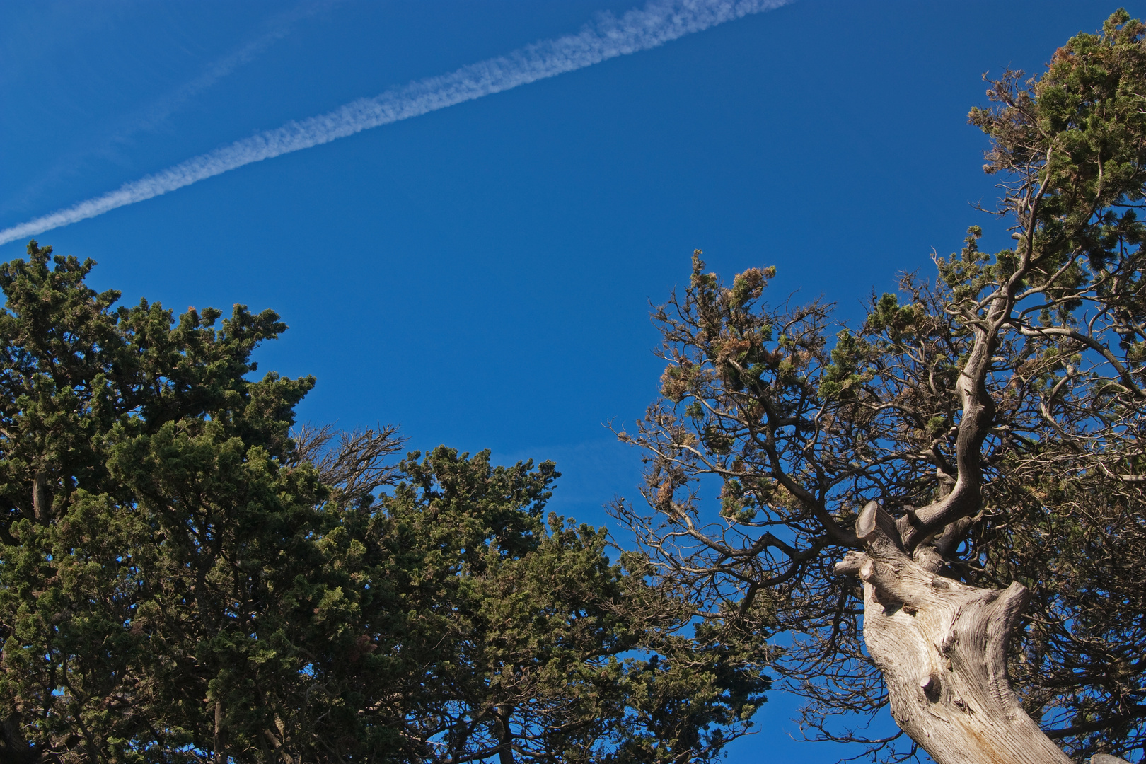 Garrigue entre ciel et pins