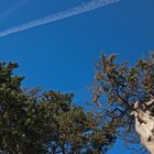 Garrigue entre ciel et pins