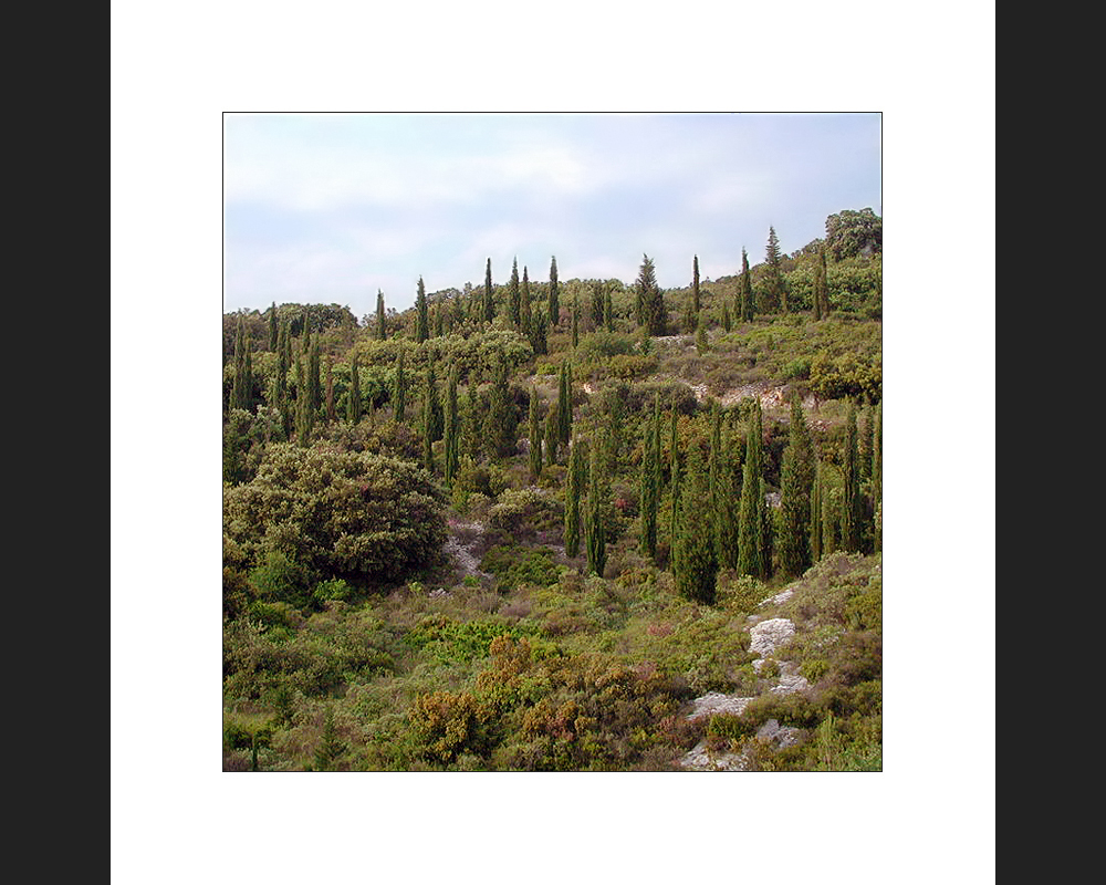 Garrigue -entschärft-