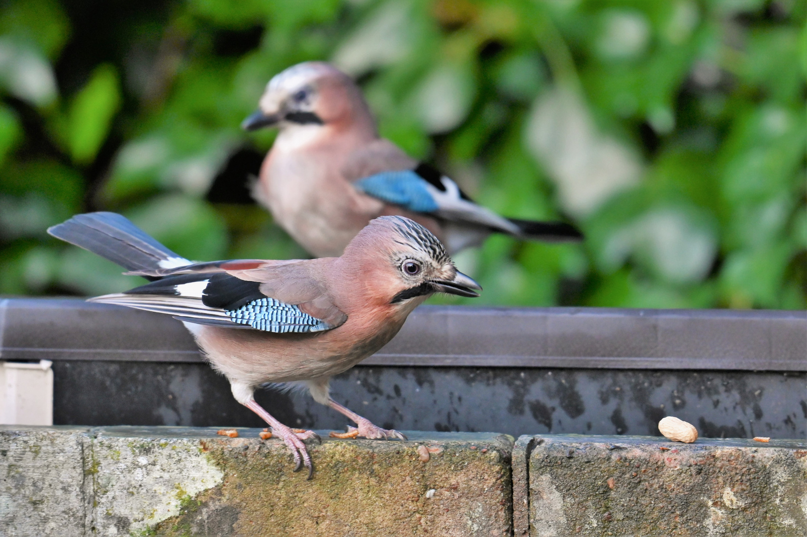 Garrulus glandarius