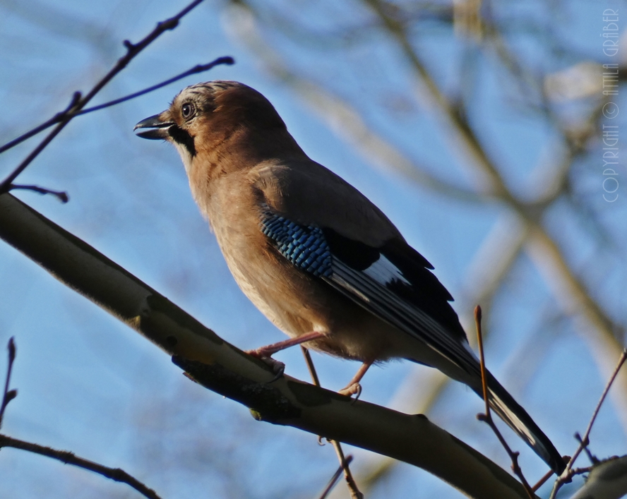 Garrulus glandarius