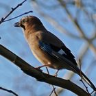 Garrulus glandarius