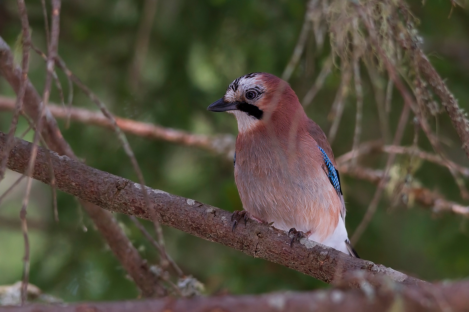 Garrulus glandarius