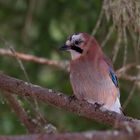 Garrulus glandarius