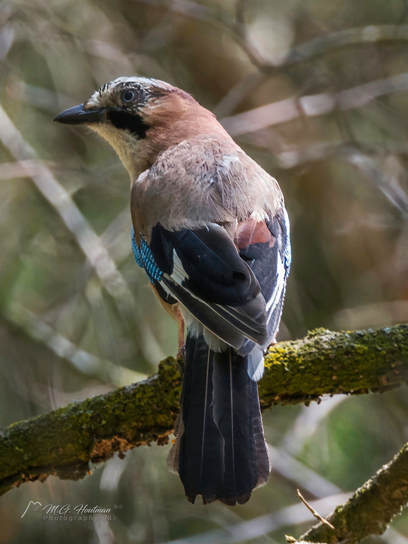 Garrulus glandarius