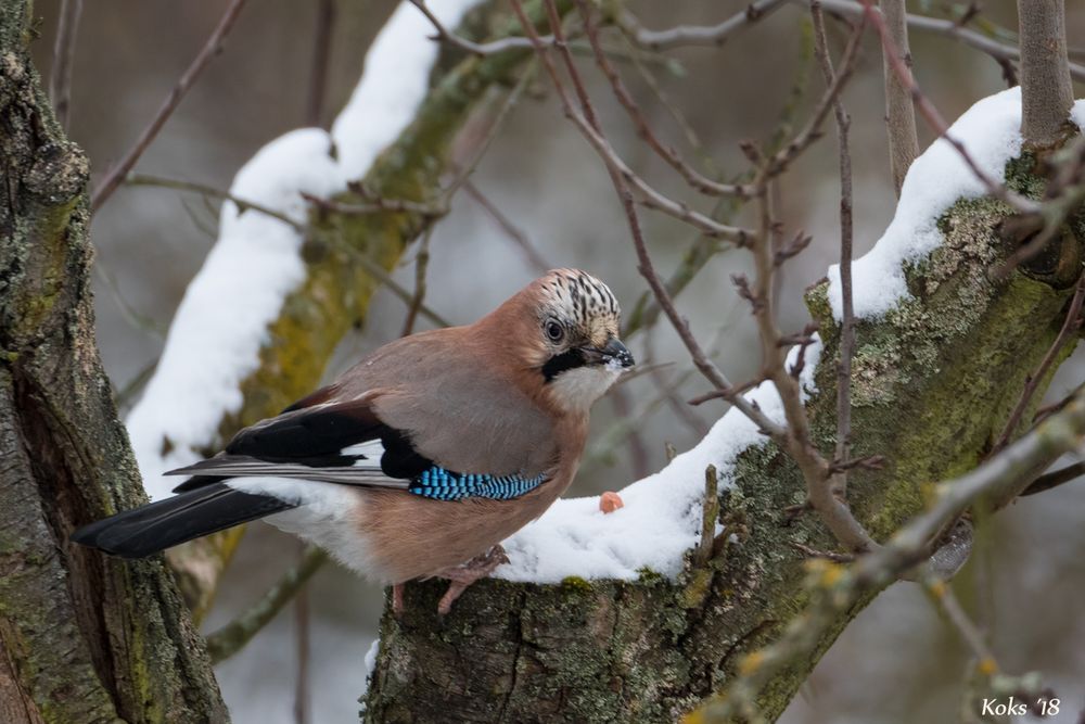 Garrulus glandarius