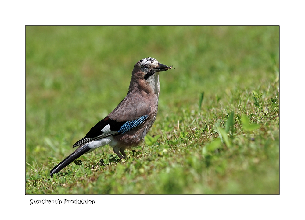 Garrulus glandarius