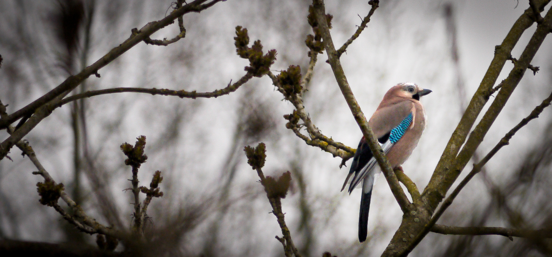 Garrulus glandarius