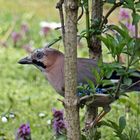 Garrulus glandarius