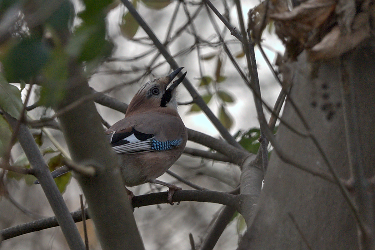 Garrulus glandarius